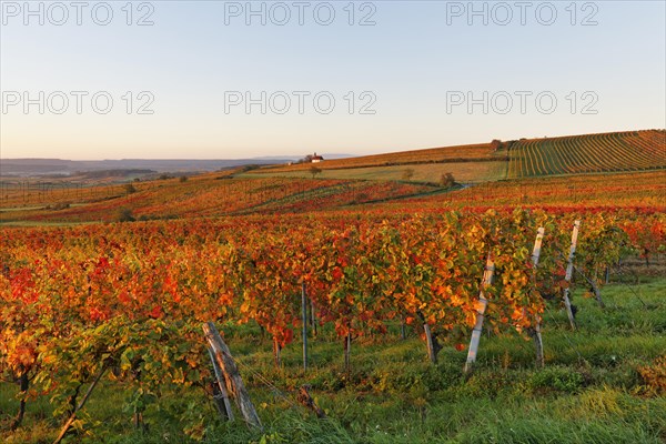 Autumnal vineyards