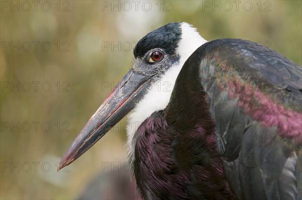 Woolly-necked Stork (Ciconia episcopus)