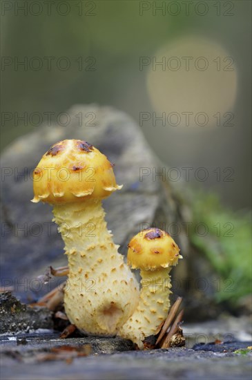 Golden Scalycap (Pholiota aurivella)