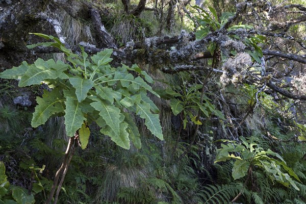 Sonchus fruticosus (Sonchus fruticosus)