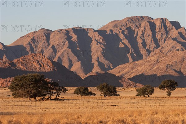 Grassy steppe with Camel Thorn trees (Vachellia erioloba)