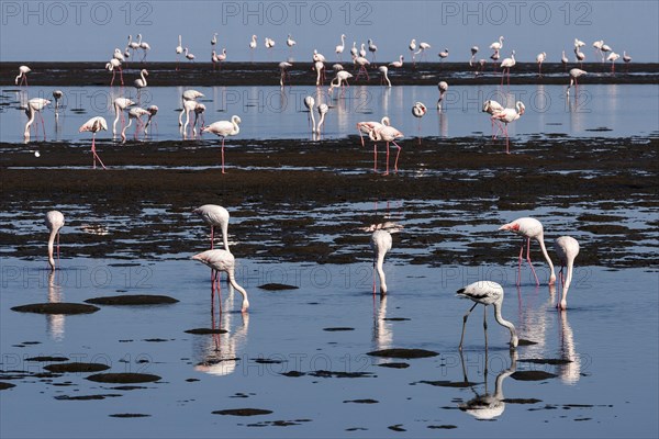 Greater Flamingos (Phoenicopterus roseus)