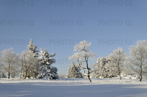 Winter landscape