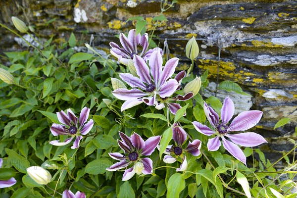 Purple clematis (Clematis)