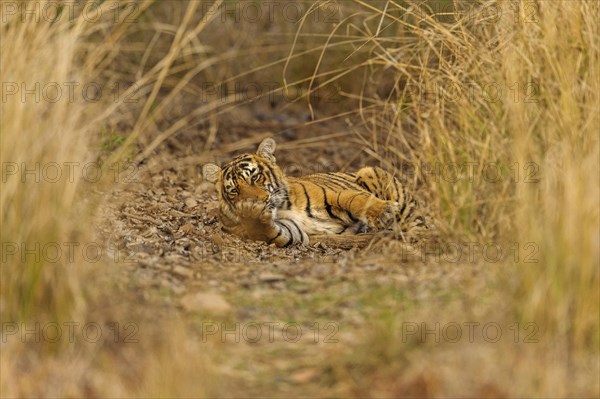 Sub-adult Bengal or Indian tiger (Panthera tigris tigris) resting on a grassy patch of ground
