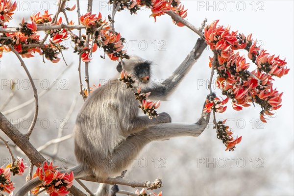 Northern plains gray langur (Semnopithecus entellus)