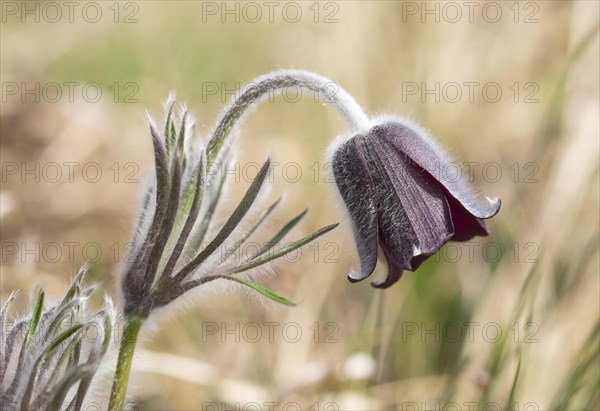 Black Pasque Flower (Pulsatilla nigricans)