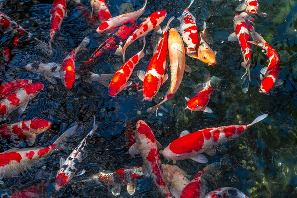 Koi carp in a pond