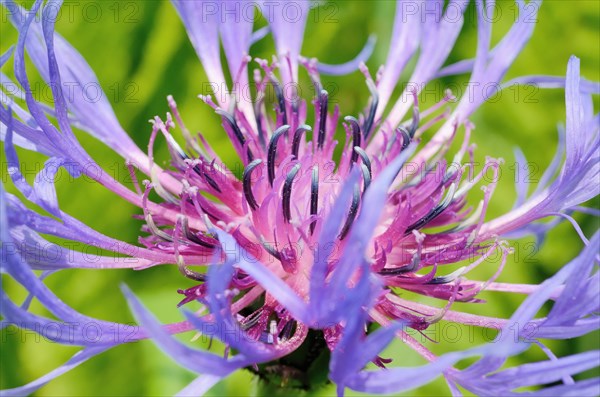 Perennial Cornflower (Centaurea montana L.)