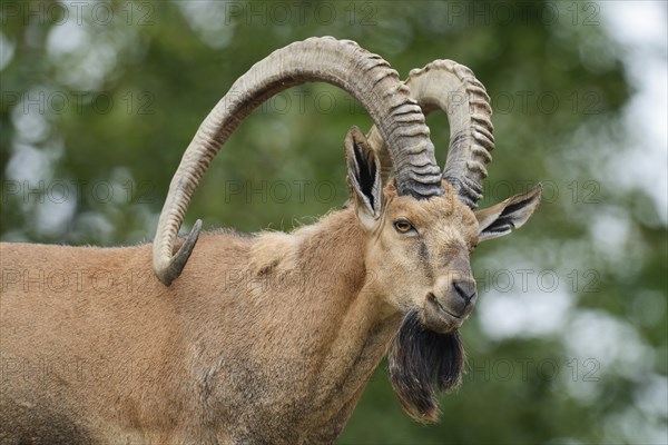 Nubian ibex (Capra nubiana)