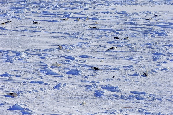 Harp Seals or Saddleback Seals (Pagophilus groenlandicus