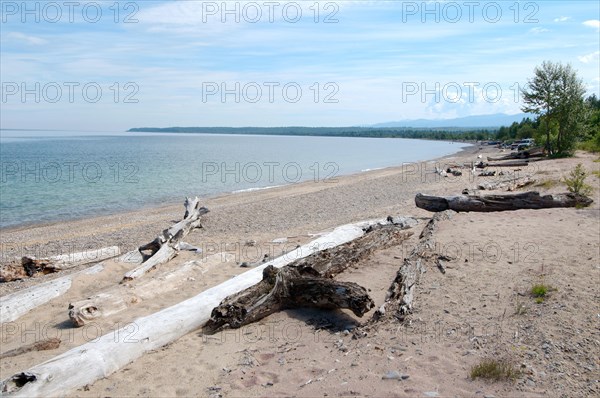 Driftwood on the beach