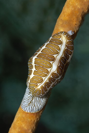 Fingerprint Flamingo Tongue (Cyphoma signatum) crawling over sponge