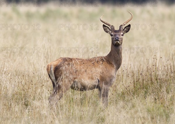 Red Deer (Cervus elaphus)
