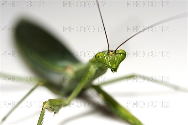 South American Green Mantis (Oxyopsis gracilis)