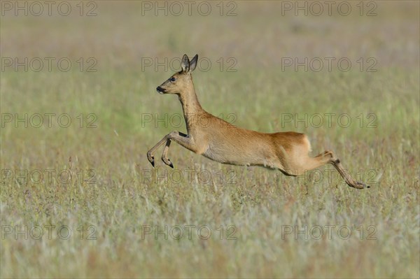 Roe Deer (Capreolus capreolus) leaping across a meadow