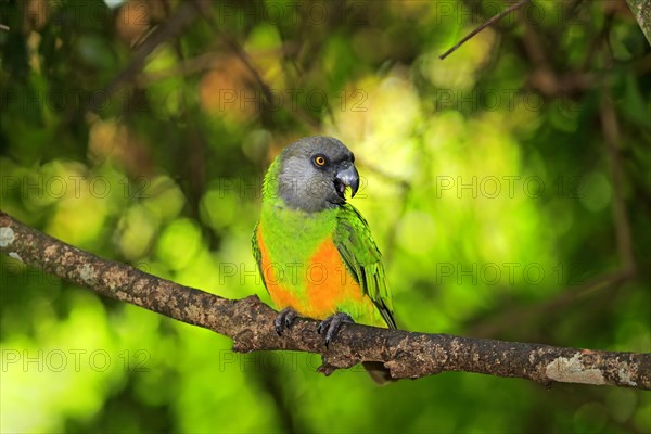 Senegal Parrot (Poicephalus senegalus)