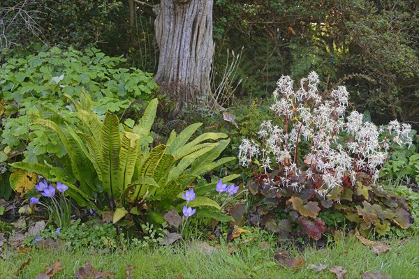 Autumn Saxifrage (Saxifraga cortusifolia 'Rubrifolia')