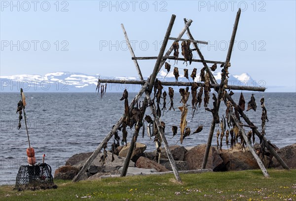 Dried fish