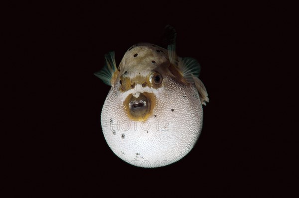 Blackspotted puffer or dog-faced puffer (Arothron nigropunctatus) Boholsee