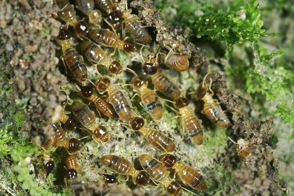 Nasutitermes termites with nose-like appendages on the head for spraying a sticky liquid for defense