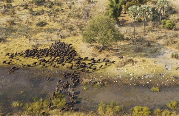 Cape Buffaloes (Syncerus caffer caffer)