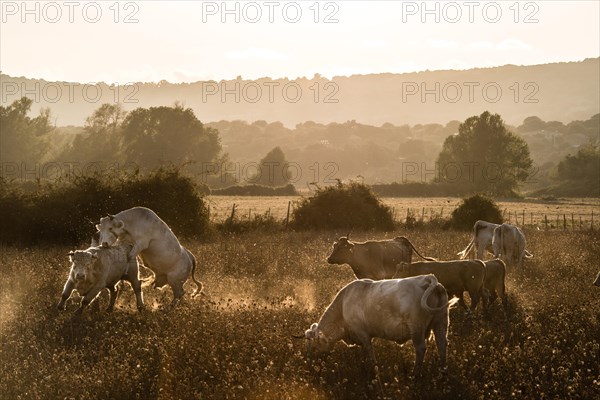 Charolais cattle in a pasture