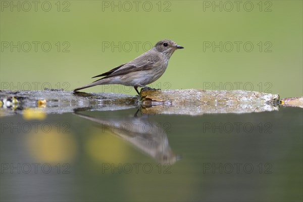 Spotted Flycatcher (Muscicapa striata)