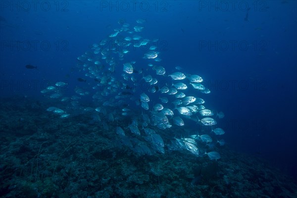 School of Bigeye Trevallies (Caranx sexfasciatus)