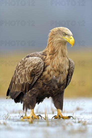 White-tailed Eagle (Haliaeetus albicilla)