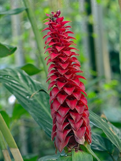 Spiral Ginger (Costus barbatus)