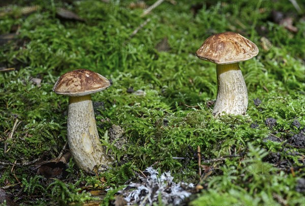 Birch Bolete (Leccinum scabrum)