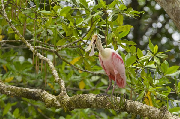 Roseate Spoonbill (Platalea ajaja) perched on a branch