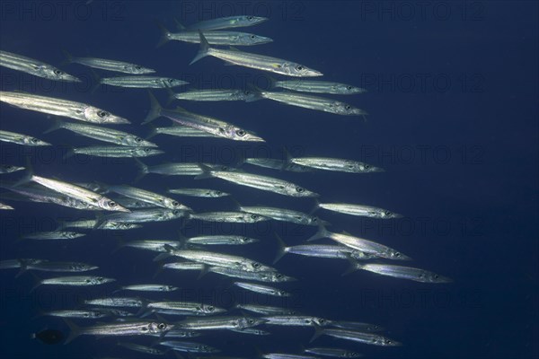 School of Sharpfin Barracuda (Sphyraena helleri)