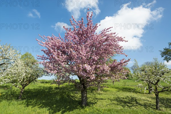 Blossoming fruit tree in spring