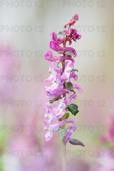 Hollowroot (Corydalis cava)