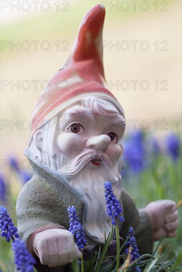 Garden gnome amongst grape hyacinths (Muscari botryoides)