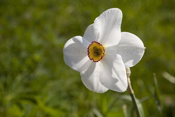 White Daffodil (Narcissus)