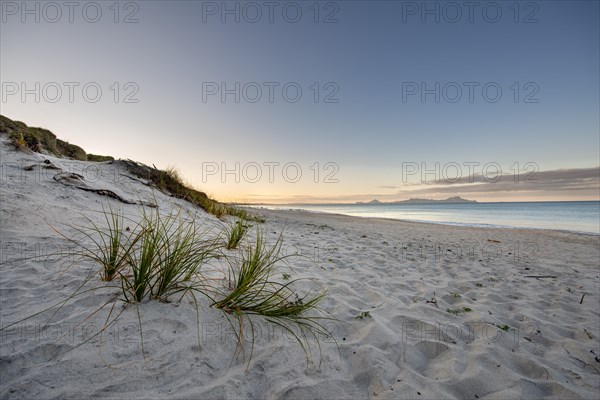 Grasses in the sand