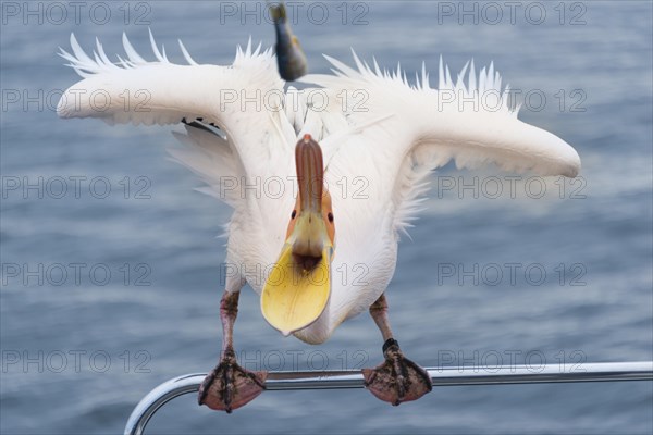 Great White Pelican (Pelecanus onocrotalus) sitting on the railing of the boat in Walvis Bay