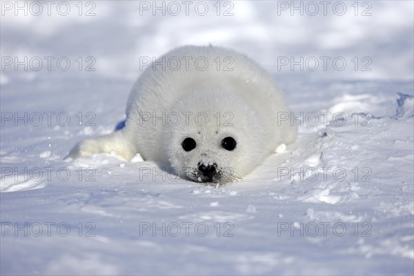 Harp Seal or Saddleback Seal (Pagophilus groenlandicus