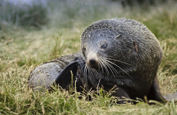 New Zealand sea lion (Phocarctos hookeri) pup