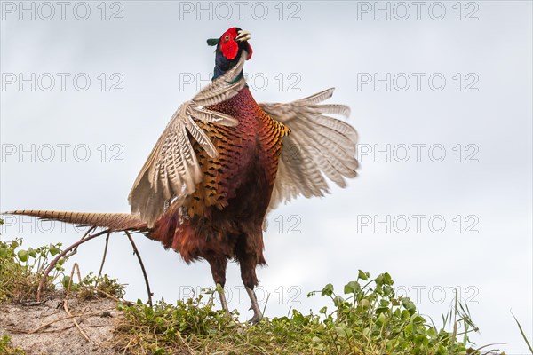 Common Pheasant (Phasianus colchicus)