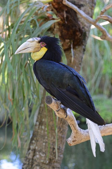 Wreathed hornbill (Aceros undulatus)