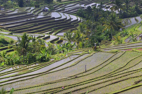 The famous rice terraces of Jatiluwih