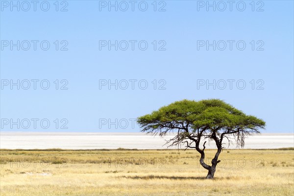 Umbrella Thorn acacia (Vachellia tortilis) in front of Etosha Pan