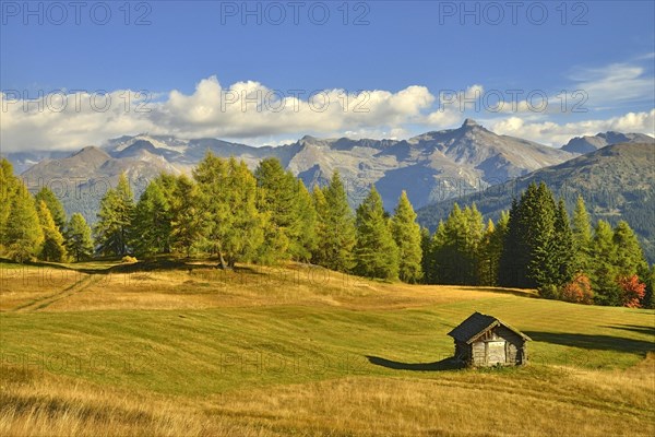 Cultural landscape with larch trees in autumn