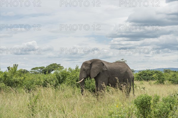 African Elephant (Loxodonta africana)