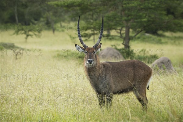 Waterbuck (Kobus ellipsiprymnus)