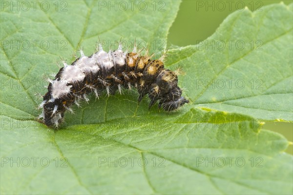 Comma (Polygonia c-album)